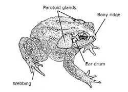 Toads: