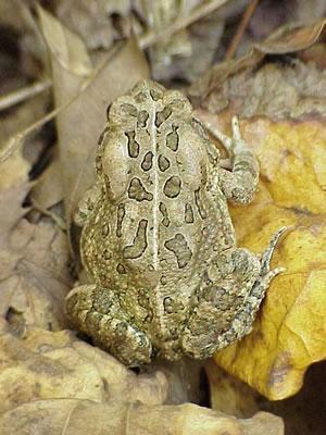 Fowler's Toad Dorsal