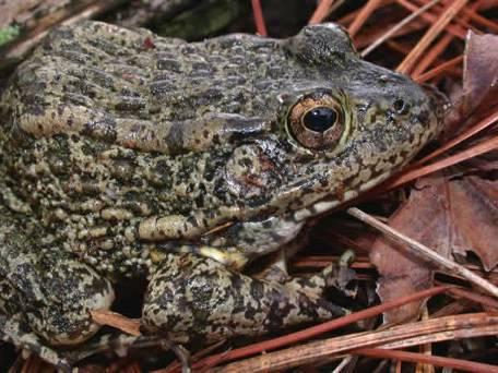 E. Narrowmouth Toad Approximately 1in Identify by shape and general appearance alone Small, plump, short limbs, pointed snout, and narrow mouth Small fold in its skin across the