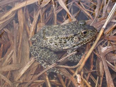 like clay pot from above Center of back darker Strongly mottled belly Narrow-mouthed toads are known for their smooth skin, short limbs, and a skin fold on the back of their head