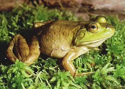 Distinguished from the Green Frog