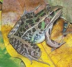 Southern leopard frog Southern Leopard Frog Large frog w/