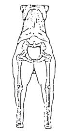 ! BODY Back: Straight, strong, firm. Loins short, strong and deep. Croup: Broad, of medium length, slightly rounded. Neither flat nor falling away.