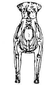 ! FOREQUARTERS Seen from the front, the front legs are straight and not placed too closely to each other. The forearm seen from the side, stands straight and vertical.
