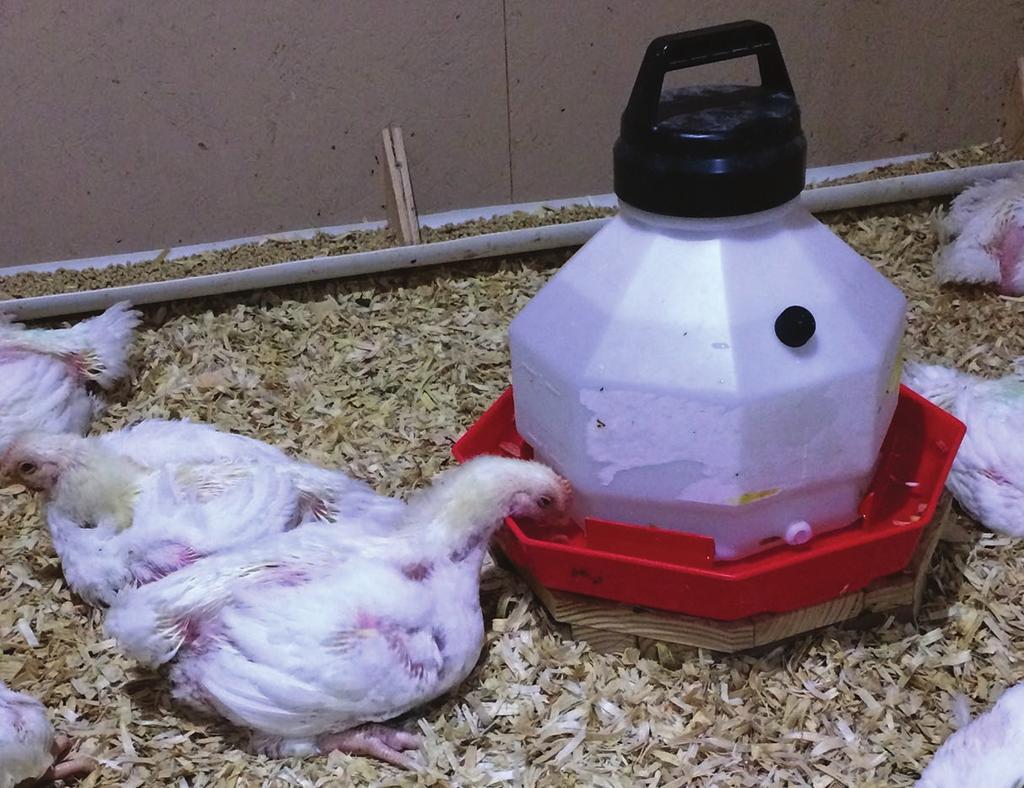 Figure 4. Keep feeders and waterers at a level that is even with the backs of the birds when they are sitting. Water drinkers, nipple drinker systems keep the litter drier and promote chick health.