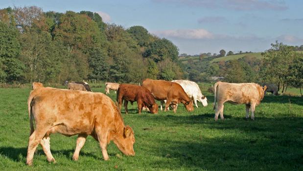 Beef Cattle A code of practice issued under the Welfare