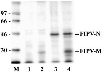 H. L. Glansbeek and others Fig. 1. Expression of FIPV-M and -N in transfected COS-7 cells.