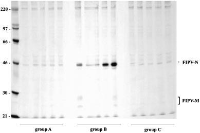 Adverse IL-12 effects on FIPV DNA vaccination Fig. 4. Induction of FIPV-specific antibodies in kittens by DNA vaccination with plasmids encoding FIPV-M and -N.