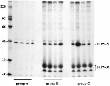H. L. Glansbeek and others Fig. 6. Radioimmunoprecipitation analysis of cat sera taken 1 week after challenge with FIPV 79-1146.