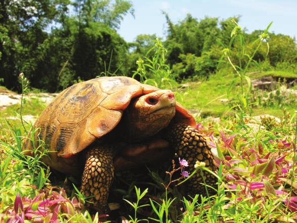 There are reports of these tortoises, which frequent marshes, getting trampled by elephants and gaur. Surprisingly, they survive even with badly damaged shells which heal.