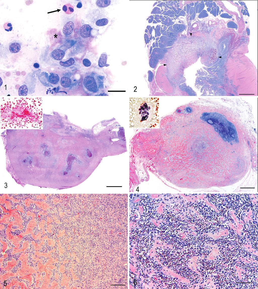 66 Craig, Hardam, Hertzke, Flatland, Rohrbach, and Moore Vet Pathol 46:1, 2009 Fig. 1. Cytology of duodenal mass; cat 9.