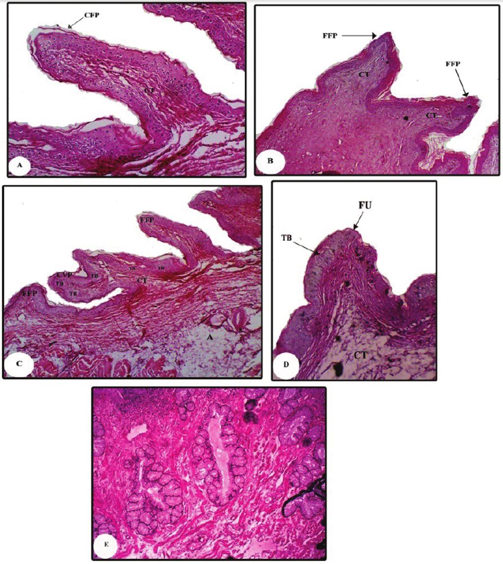 Folia Morphol., 2016, Vol. 75, No. 2 Figure 4. Photomicrograph of transverse section of the lingual mucosa of the tongue in C. niloticus showing: A.
