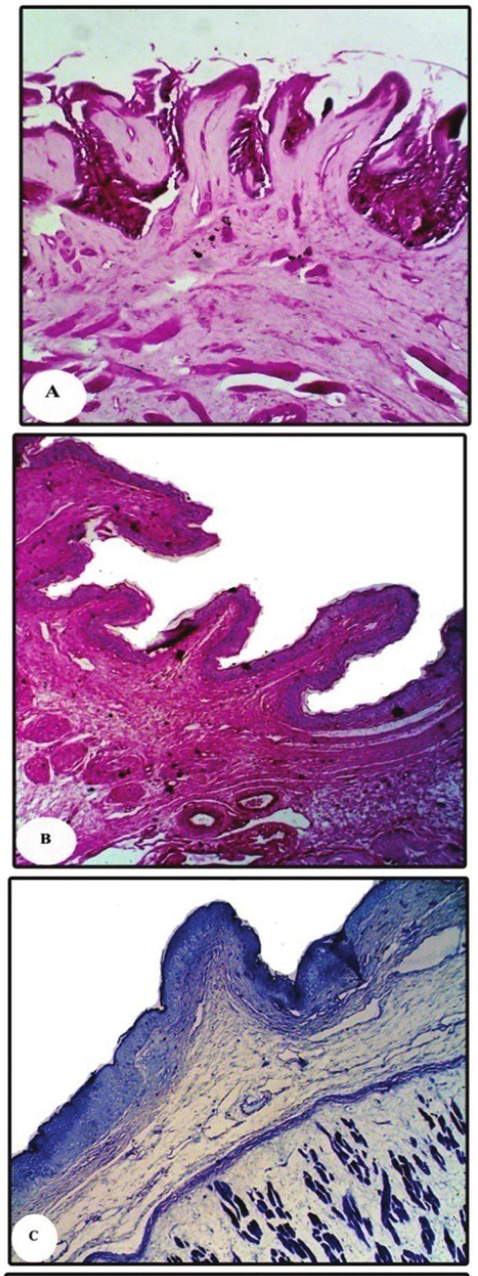 A.M. El-Bakry, H. Hamdi, Fine structure of the dorsal lingual epithelium in T. annularis and C. niloticus Figure 5.