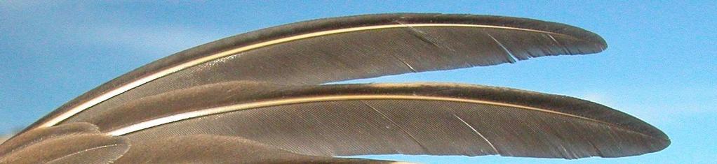 Adult without moult limits on the wing, with outermost primaries with rounded