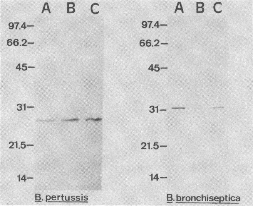 immobilized metal affinity chromatography. b Yields are given in micrograms of total protein eluted from the respective columns for 500-ml cultures of Bordetella organisms grown in SS-Fe.