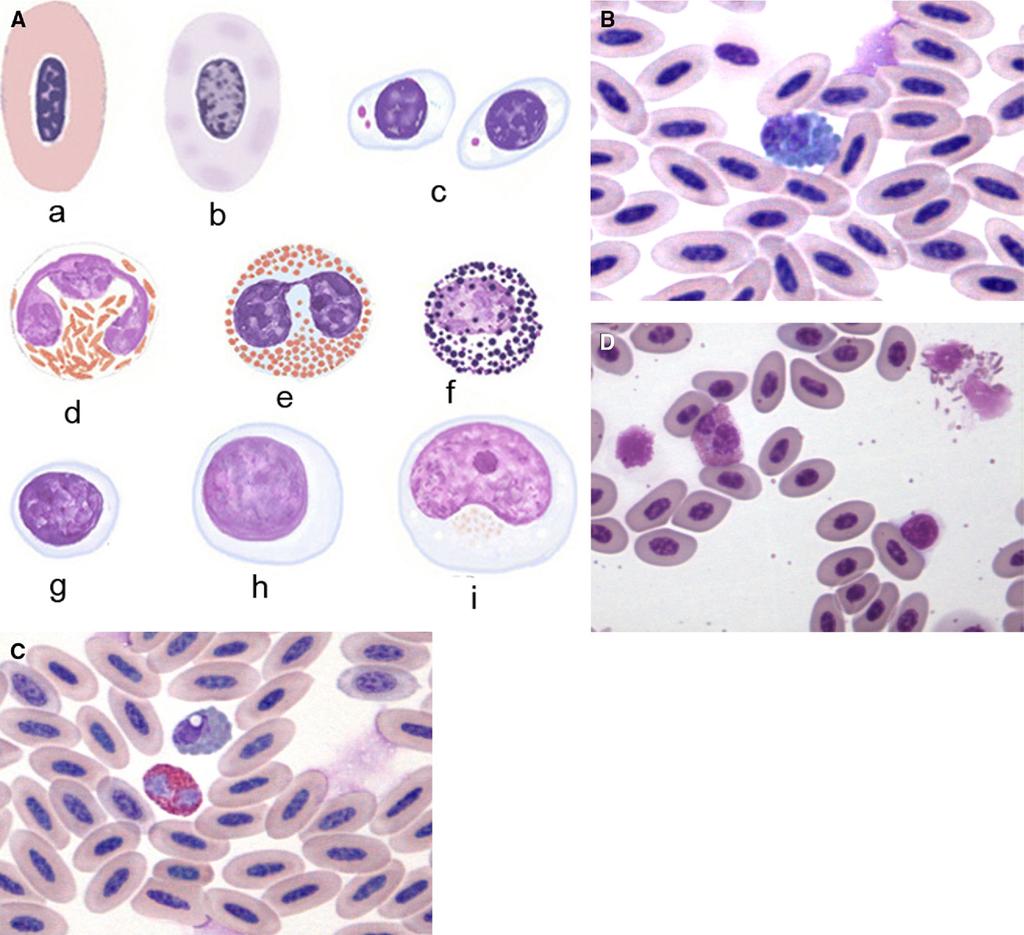 88 Claver and Quaglia Figure 1. Avian blood cells (A, B, C).