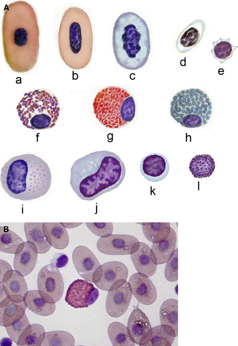 Morphology of Blood Cells in Nonmammalian Vertebrates 91 Figure 2. A, Blood cells of reptiles.