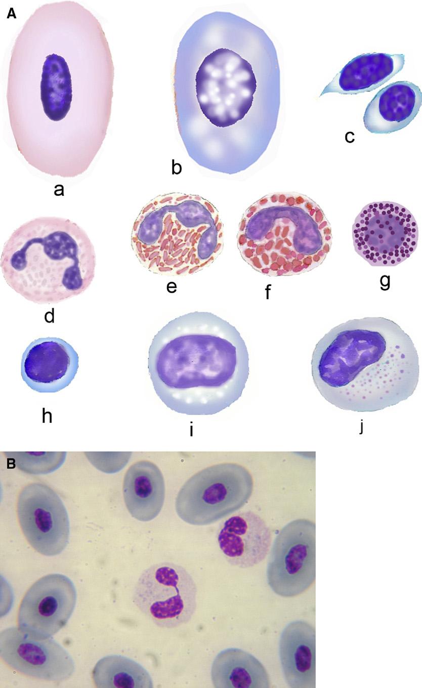Morphology of Blood Cells in Nonmammalian Vertebrates 93 Figure 3. A, Blood cells of amphibians.