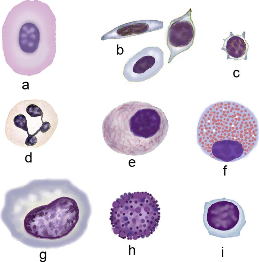 94 Claver and Quaglia Bony fishes (teleosts) form embryonic erythroid cells in a distinct dorsal-lateral compartment of the embryo known as the intermediate cell mass of Oellacher and are, therefore,