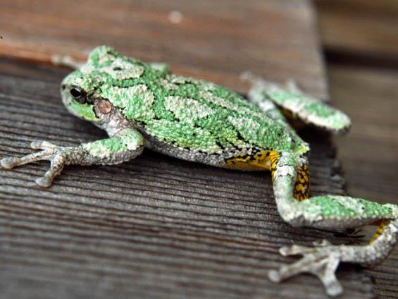 Order Anura frogs and toads Family Hylidae - Treefrogs Gray
