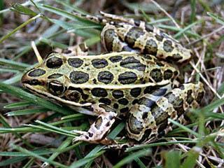 Order Anura frogs and toads Family Ranidae Leopard Frog** (2-3.5 in.; 5-9 cm) - spot patterned upperparts - bronzy dorsolateral line - often in wet meadows - Call: a slow, rising snore http://www.
