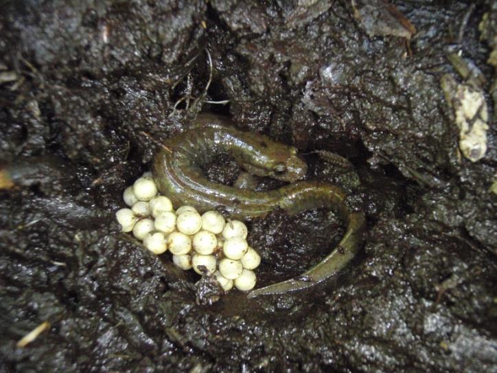 Order Caudata - Salamanders & Newts Family Plethodontidae - Lungless salamanders -