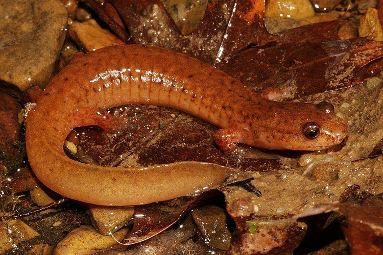 Order Caudata salamanders and newts Family Plethodontidae Spring