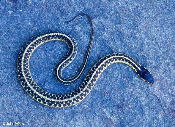 Order Squamata snakes and lizards Family Colubridae Garter Snake** (1.