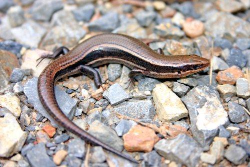 Order Squamata snakes and lizards Family Scincidae Coal Skink (5-7 in; 13-18 cm) - a four-lined skink; light stripes extend onto tail - a broad dark lateral stripe - sides