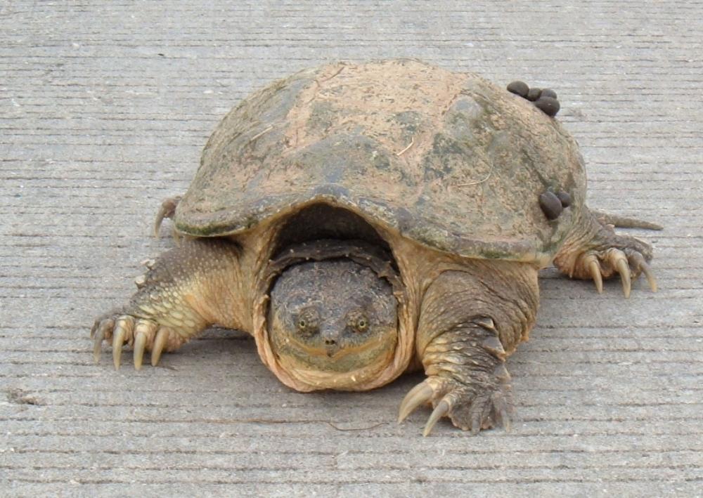 Order Testudines turtles Family Chelidridae Snapping Turtle** (10-16 in; 25-40 cm &