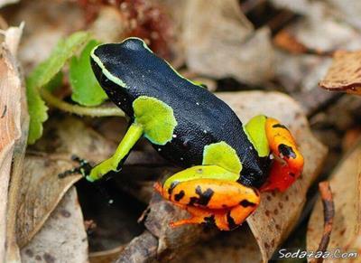 Amphibian Diversity Caecilians -