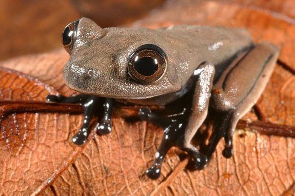Amphibian Diversity In 1 year, 260 newly described amphibian species -