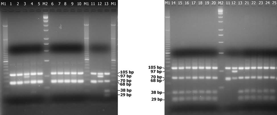 Chapter 3: Borrelia burgdorferi s. l. in wild rodents BORRELIA BURGDORFERI SENSU LATO IN WILD RODENTS 5 S. araneus, and 0% (0/10). All three Borrelia genospecies were detected in C. glareolus: B.
