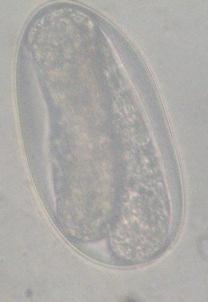 (-).( ) %. :..Trichostrongylus axei : %....... Strongylus spp. Triodontophorus spp.