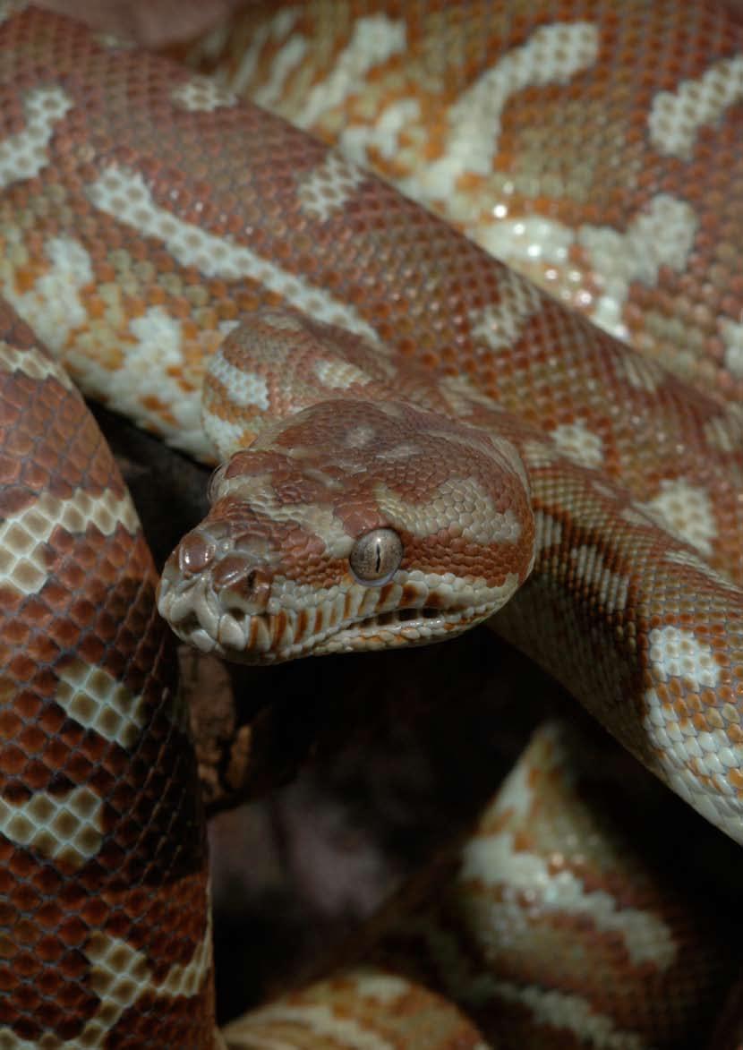 ROAD TESTING AUSSIE PYTHONS A short guide to snake selection.