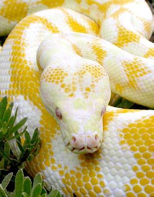 The aim of this article is to provide a timely and brief overview of the traits, husbandry quirks and personalities of the various types of python as a quick matchmaking guide when faced with the