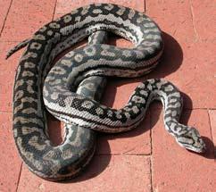 The Carpet Group When considering how best to summarise the various forms of carpet python for this article, I decided to start with the ones that we have found the easiest to keep and then to work