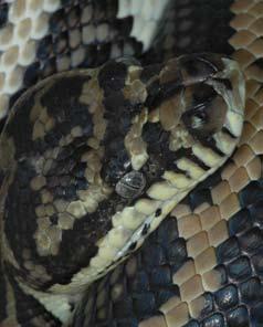 Inland Carpet Python Morelia spilota metcalfei Without a doubt and by almost any yardstick, the inland carpet python (Morelia spilota metcalfei to some) is a stand out captive python.