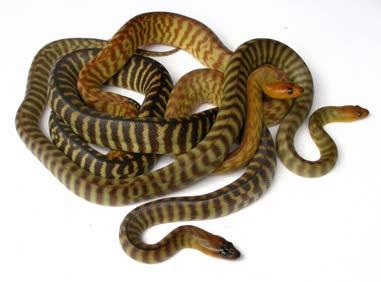 Their large size, shiny jet back heads and striped bodies look very imposing and to the average, snake-uneducated member of the general public they are a very scary looking animal.