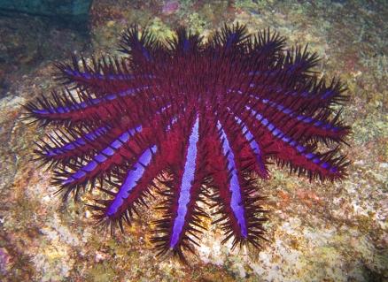 Invasive Species Common name: Crown Of Thorns Starfish Scientific name: Acanthaster Planci Traits: can grow 1 meter in diameter