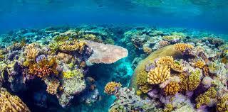 Welcome to the Great Barrier Reef The reef is in the Coral sea of the coast of