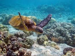 Endangered Keystone Species Green Turtle - Green Turtles eat algae, seagrass, mangrove fruit and