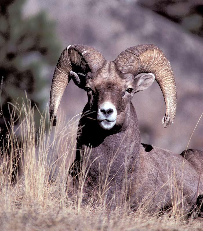 A Review of Disease Related Conflicts Between Domestic Sheep and Goats and Bighorn Sheep United States Department of Agriculture