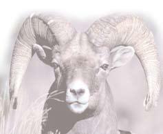 A Review of Disease Related Conflicts Between Domestic Sheep and Goats and Bighorn Sheep Timothy J. Schommer Melanie M.
