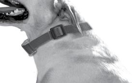 6) When buckled, the collar should rest directly behind the dog s ears (the highest part of the