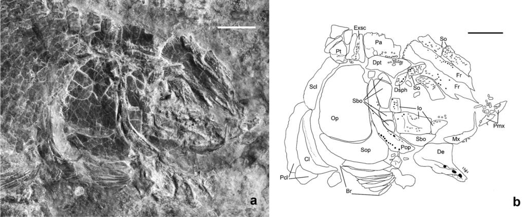 C. Lombardo et alii - New actinopterygian from the Triassic of Monte San Giorgio 207 Fig. 4 - Sangiorgioichthys valmarensis n. sp. a) skull of the holotype MCSN 8425; b) drawing of the skull.