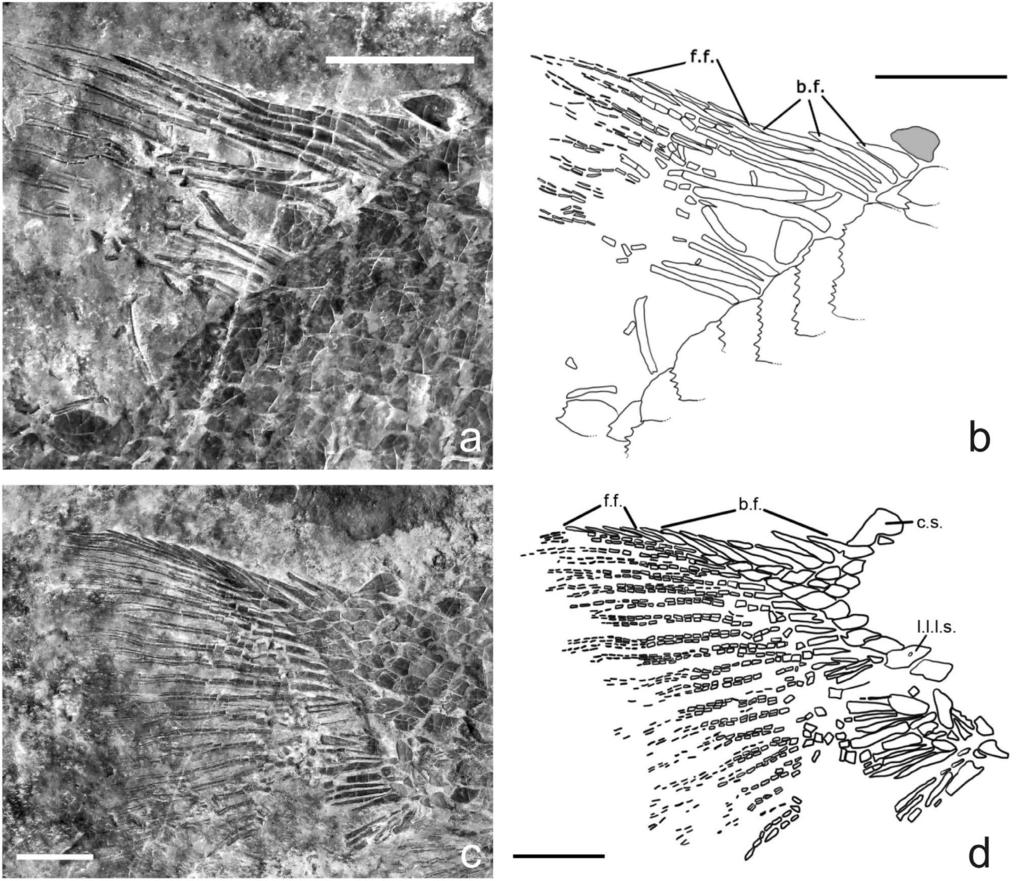 C. Lombardo et alii - New actinopterygian from the Triassic of Monte San Giorgio 209 Fig. 7 - Sangiorgioichthys valmarensis n. sp.