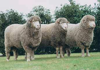 Bond The Bond has been in existence since 1909 and is derived from crossing Peppin strain Merinos with imported Lincoln rams.