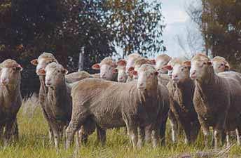 A small number of flocks still exist, mainly in the south-east of Australia and South Australia. The Secretary Bond Sheep Society PO Box 52 Lockart NSW 2656 www.bondsheep.org.
