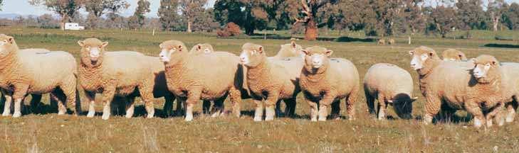 Meat sheep breeds Short wool Poll Dorset The Poll Dorset breed was developed in Australia from 1937 to 1954 by introducing the poll gene into Dorset Horn flocks from other poll breeds.